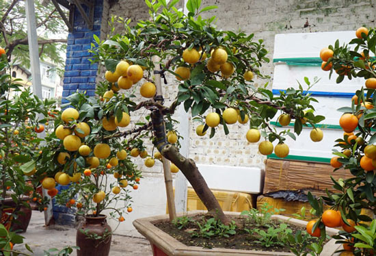 Chanh vàng bonsai phú quý độc lạ thế nào mà gây sốt ở Thủ đô?